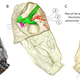 Image: Julien Benoit/PeerJ